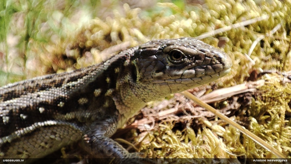 прыткая ящерица