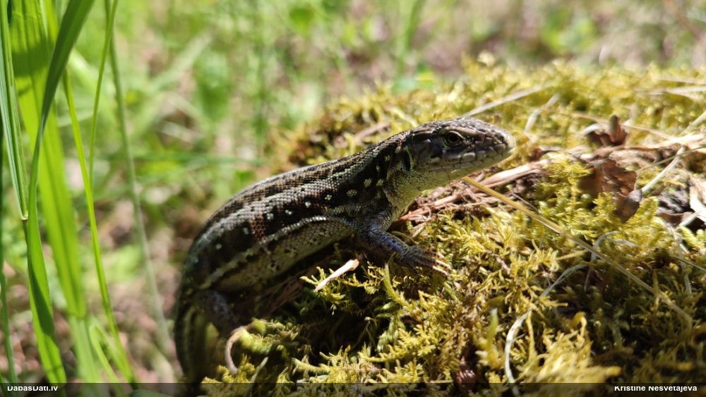 прыткая ящерица