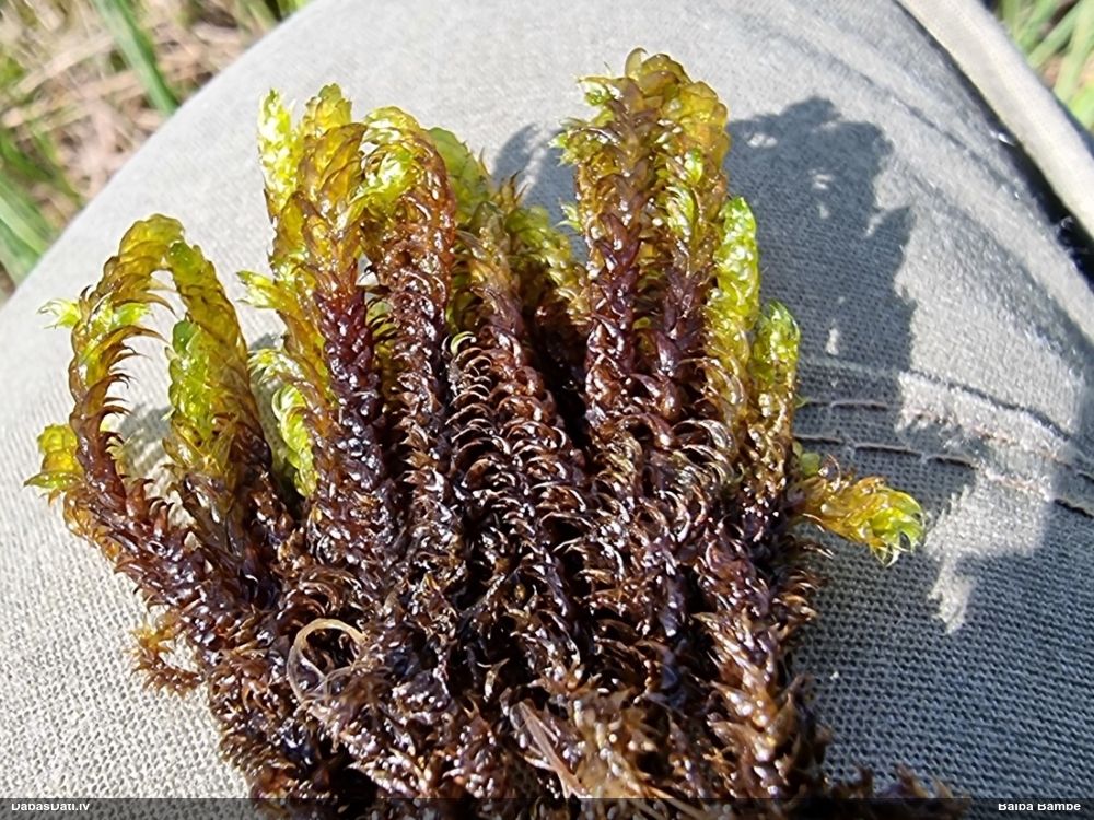 Staipekņu sirpjlape