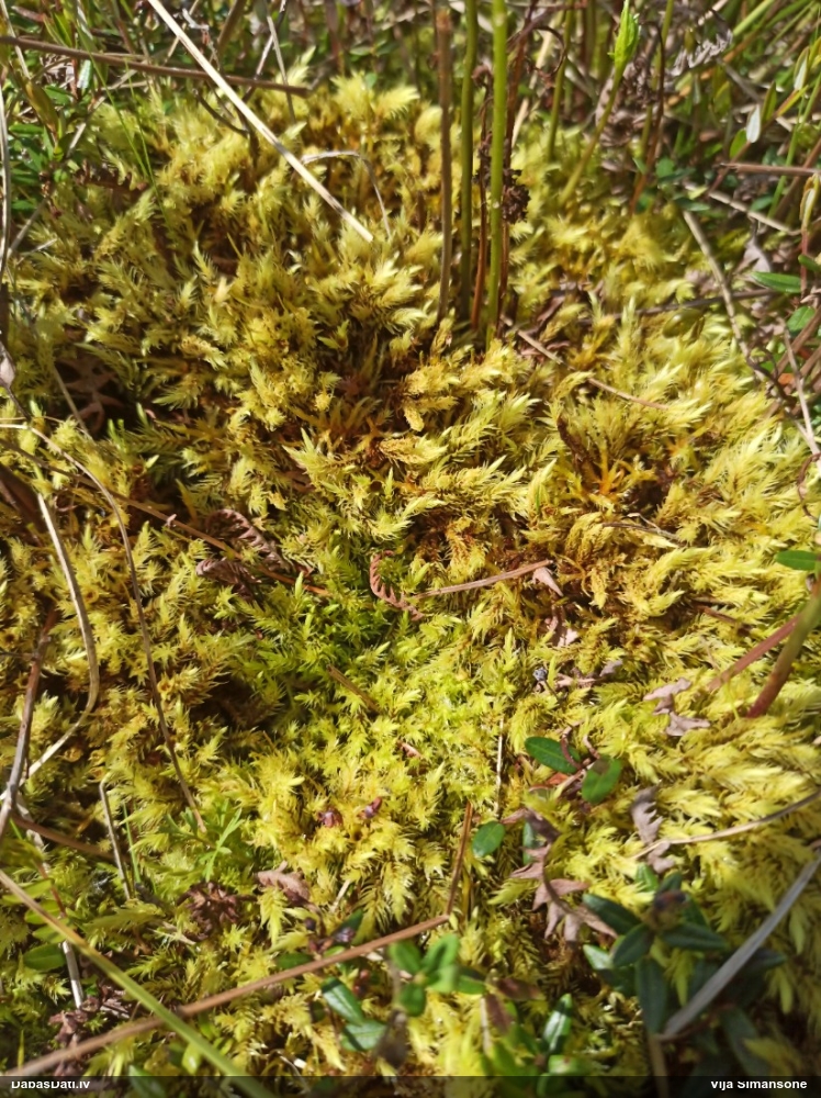 Purva krokvācelīte