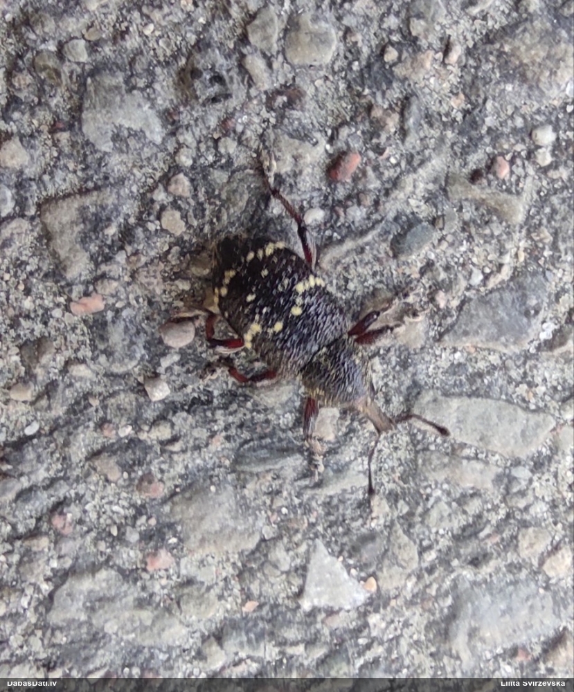 Lielais priežu smecernieks