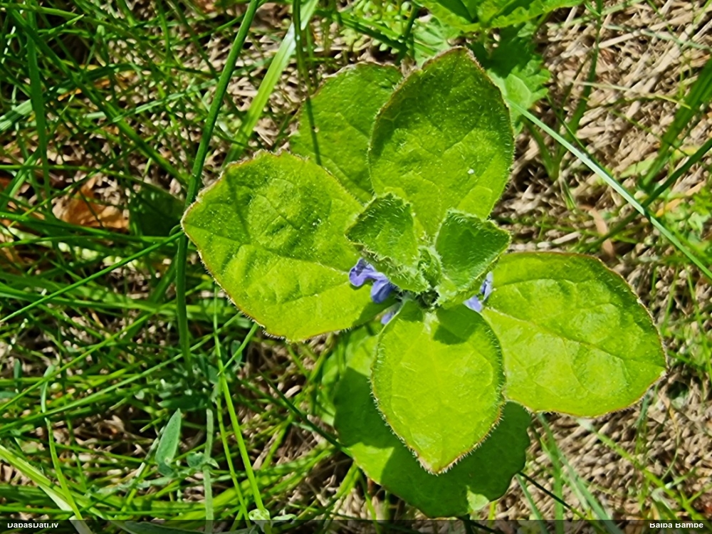 живучка пирамидальная