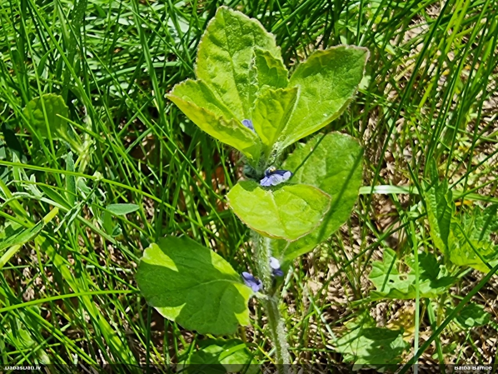 живучка пирамидальная