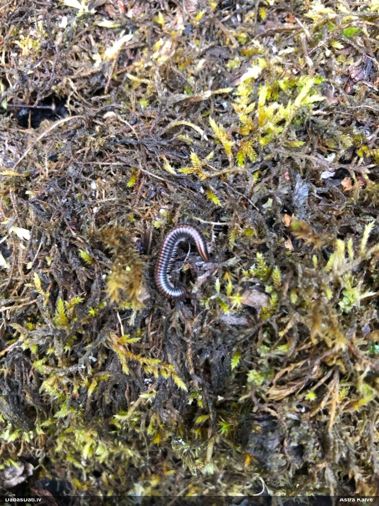 Tūkstoškājis (nenoteikts)