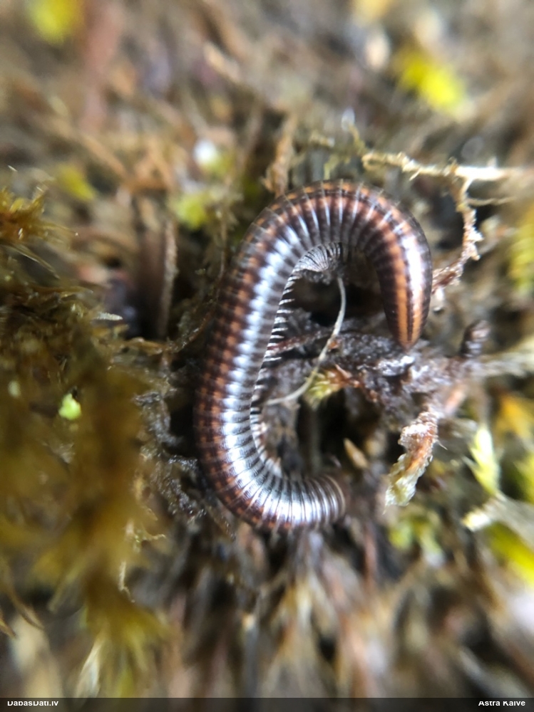 Tūkstoškājis (nenoteikts)