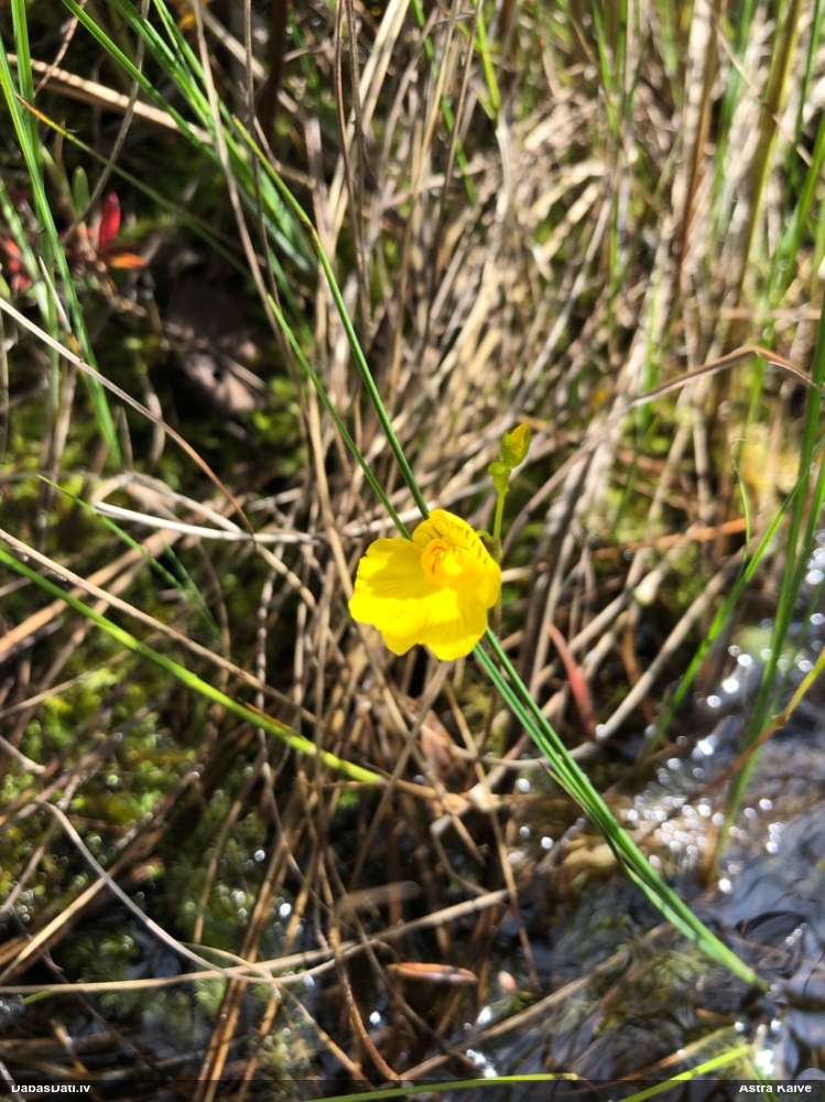 пузырчатка обыкновенная