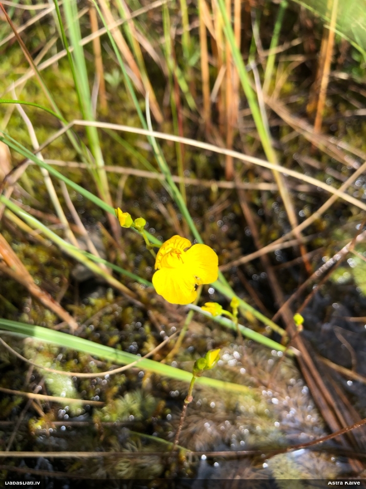 пузырчатка обыкновенная