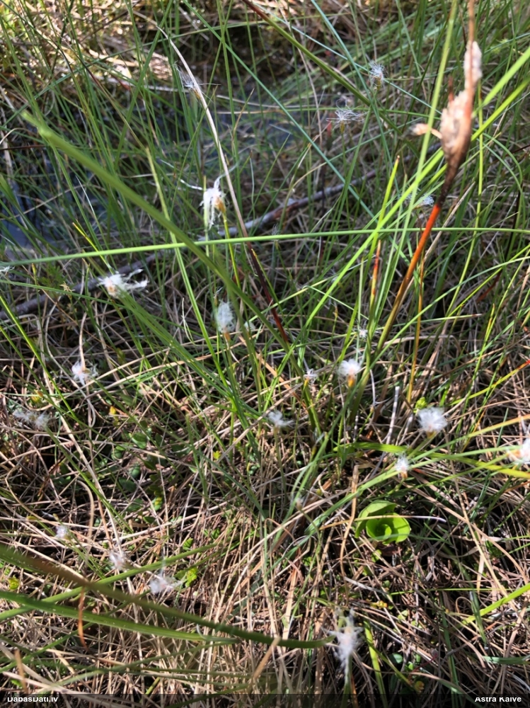 пухонос альпийский