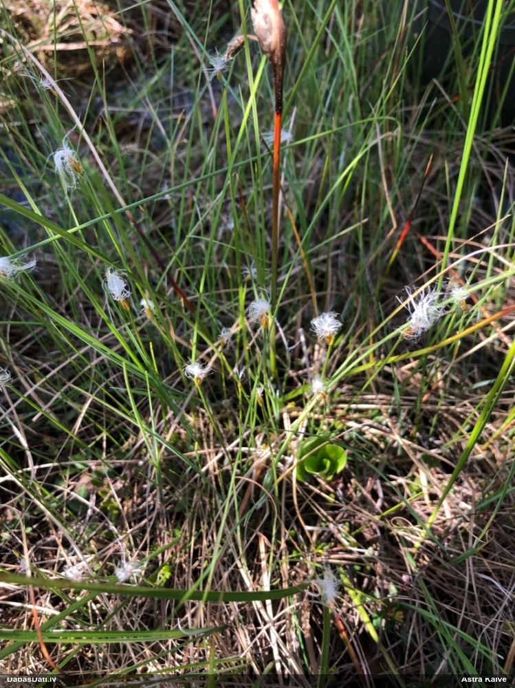 пухонос альпийский