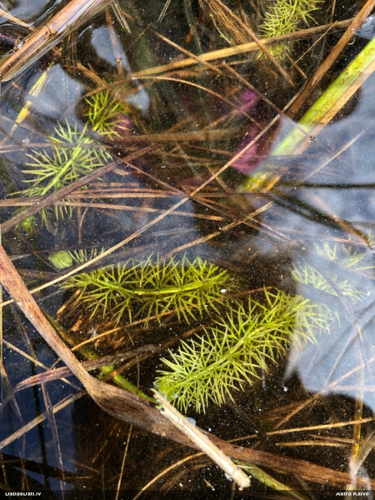 пузырчатка средняя