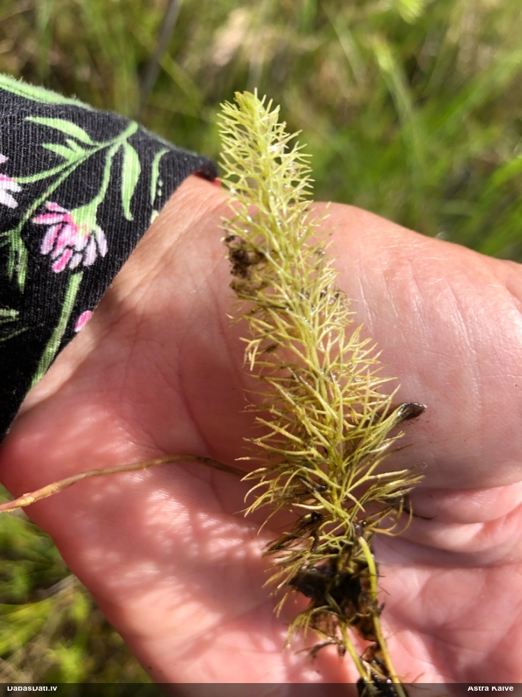 пузырчатка средняя