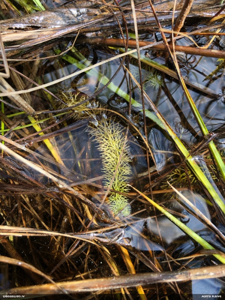 пузырчатка средняя