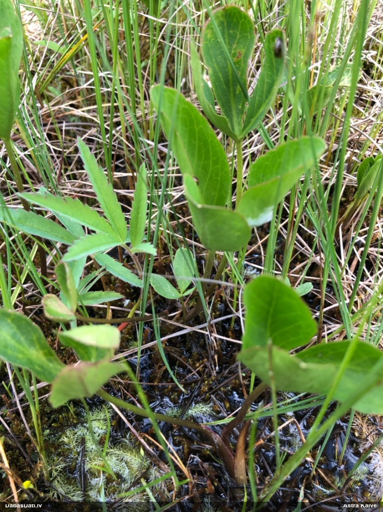 вахта трехлистная