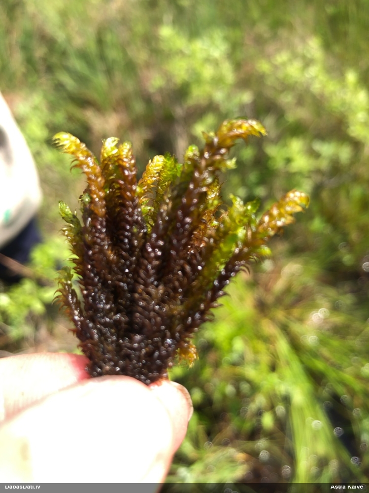 Staipekņu sirpjlape