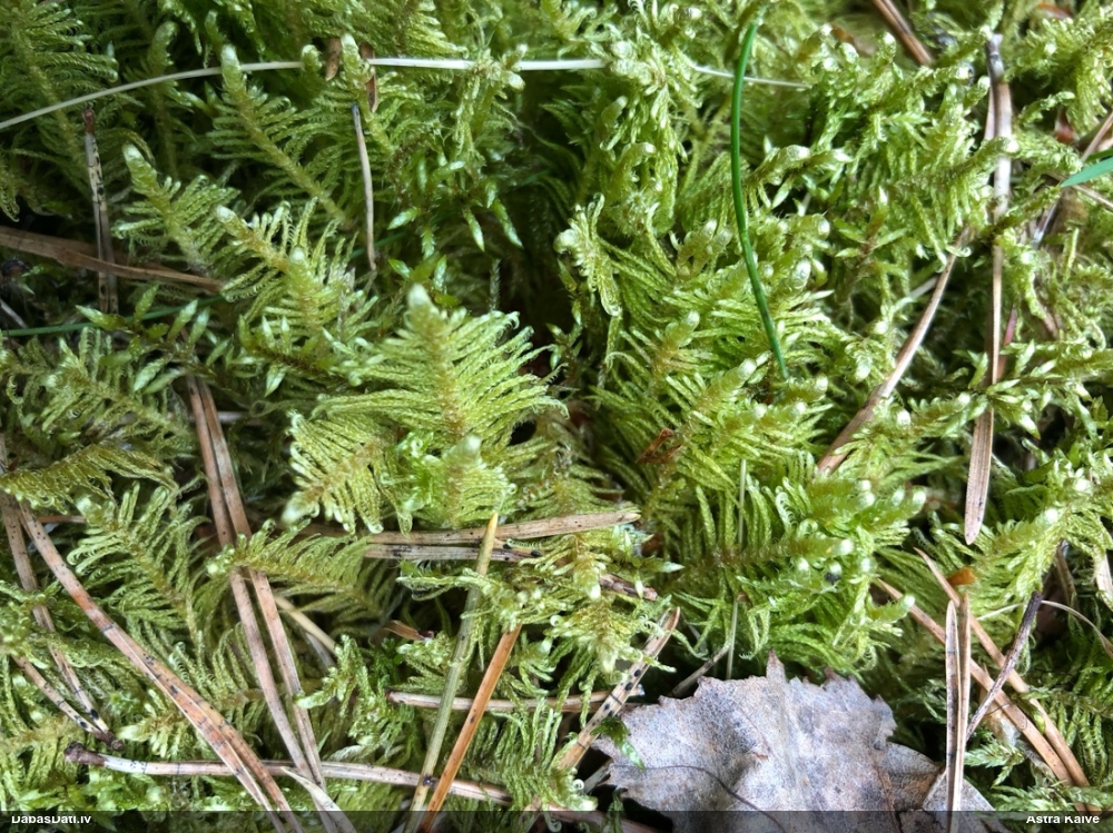 Parastā straussūna