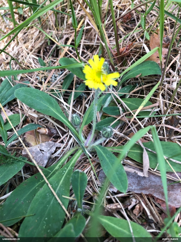 ястребинка обыкновенная