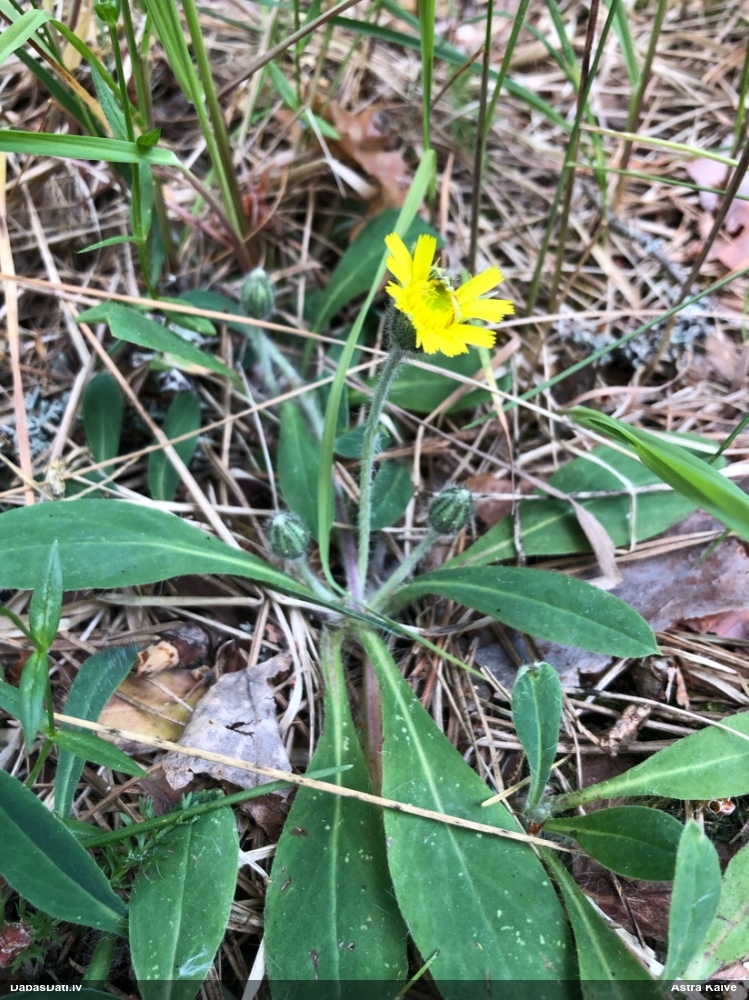ястребинка обыкновенная