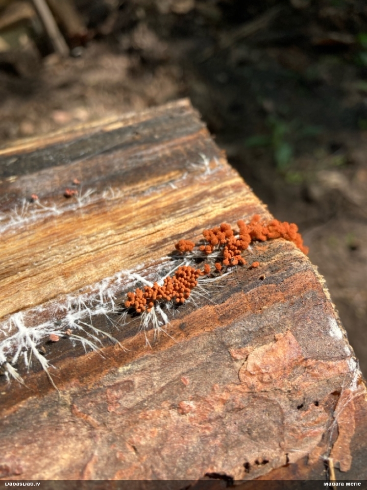 Arcīrija (nenoteikta)