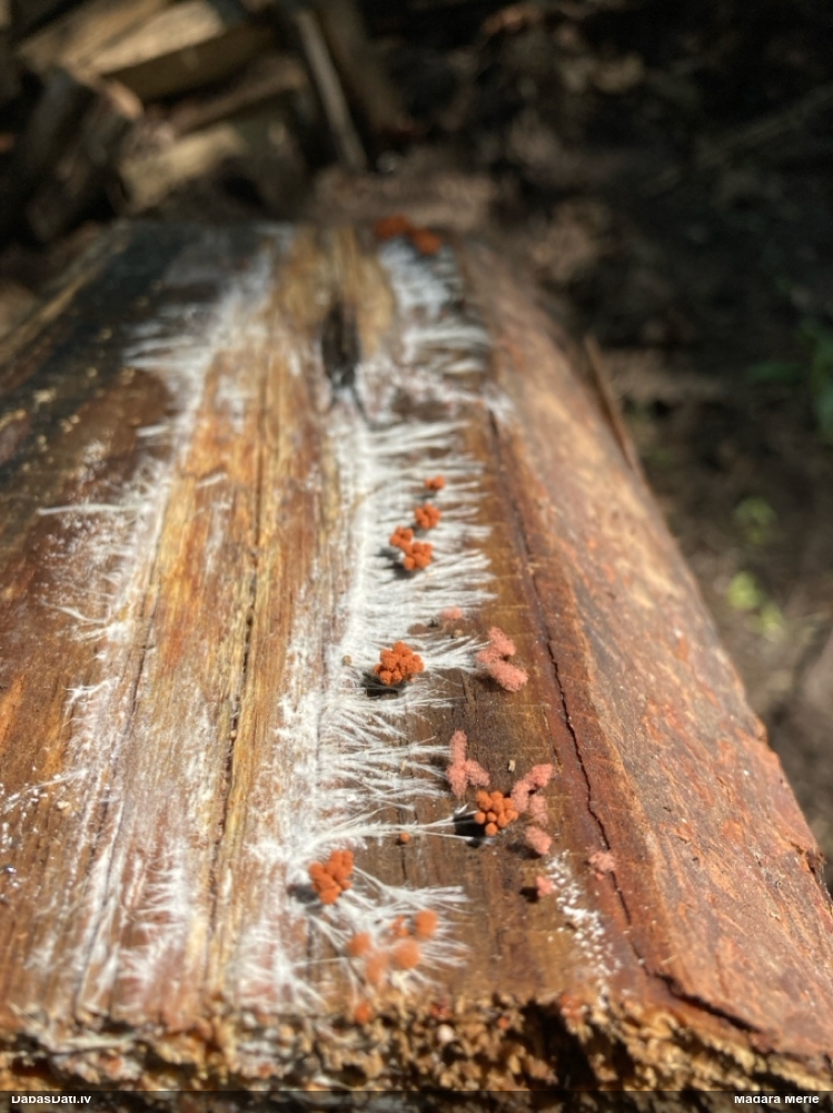 Arcīrija (nenoteikta)