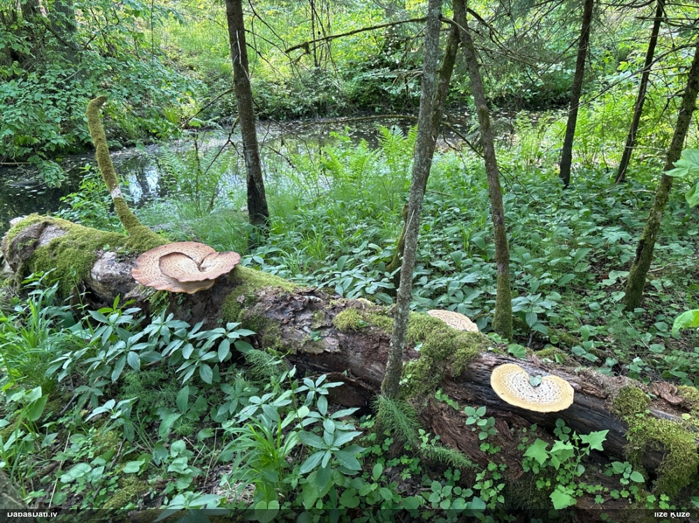 Zvīņainā kātiņpiepe