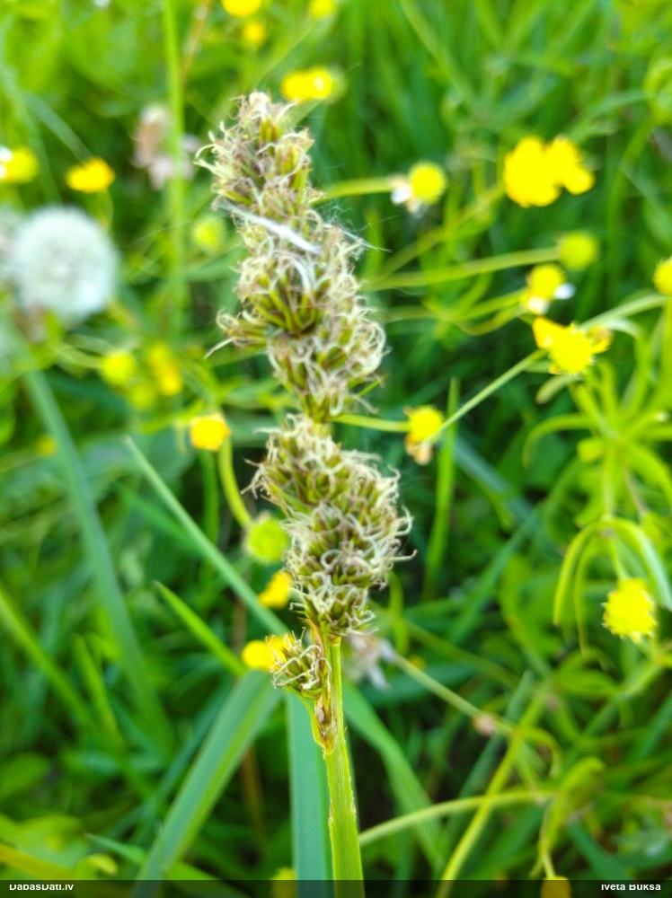 осока лисья