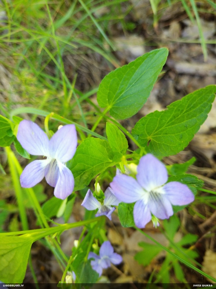 Vijolīte (nenoteikta)