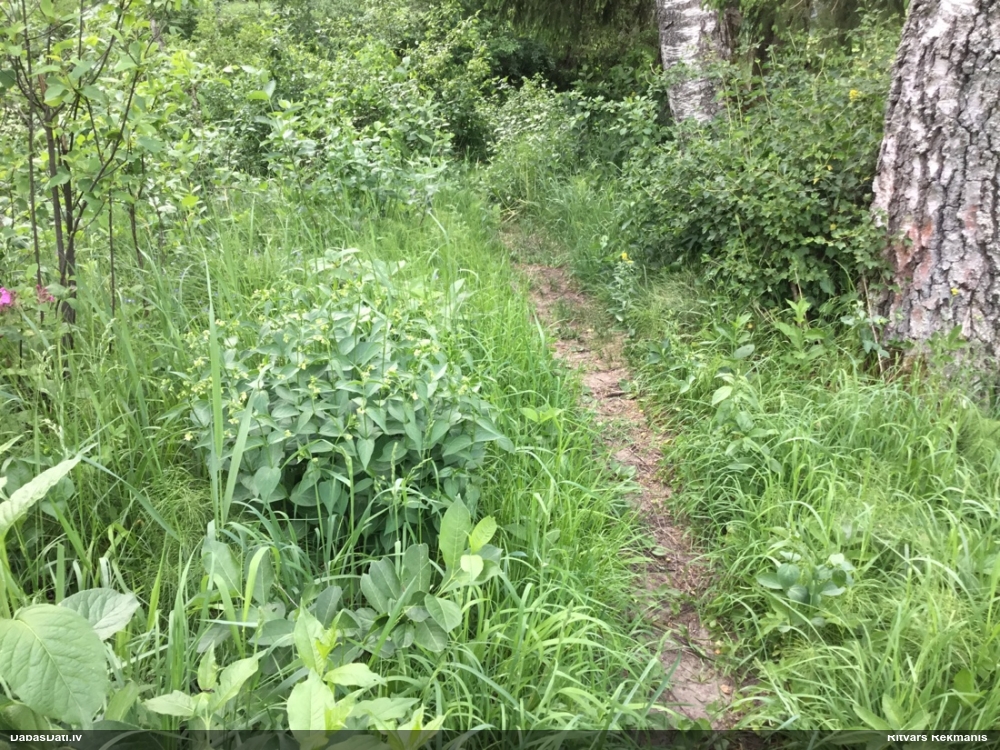 ластовень лекарственный