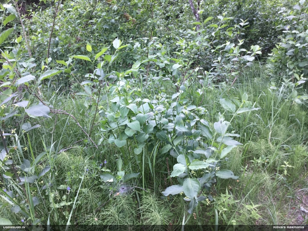 ластовень лекарственный