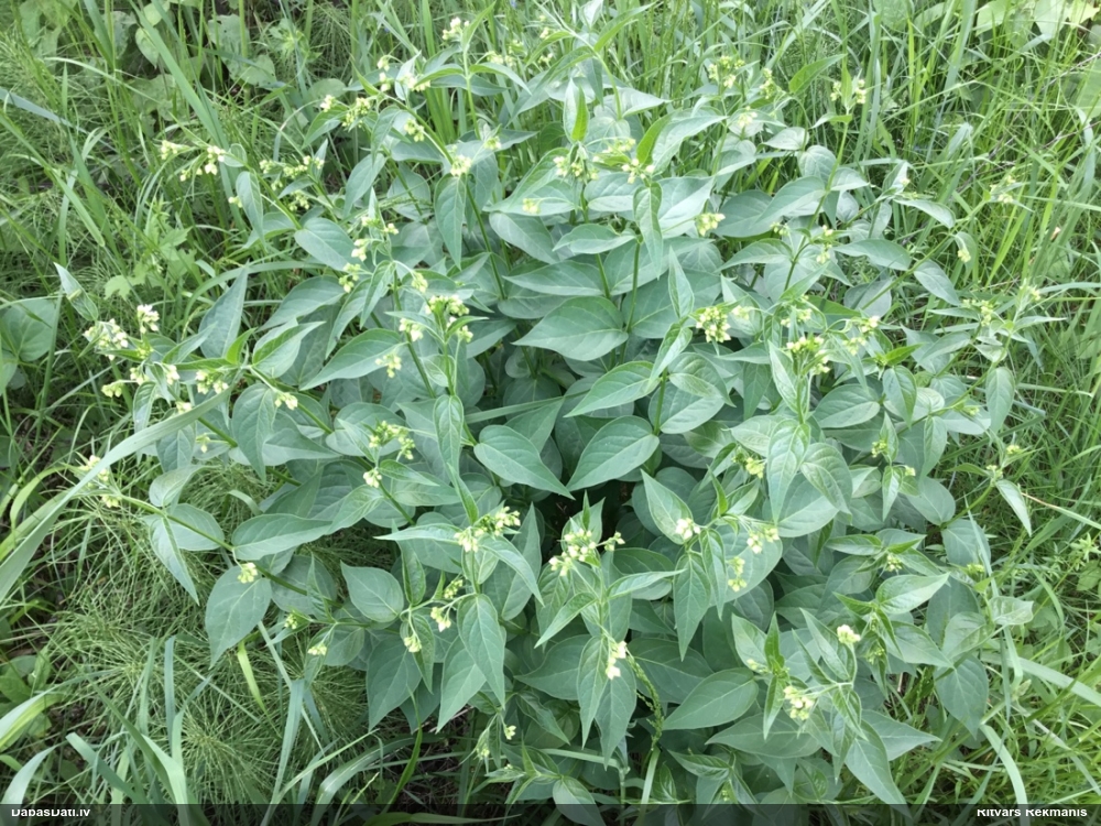 ластовень лекарственный