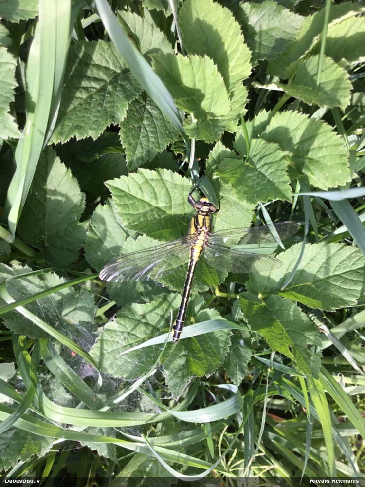 Melnkāju upjuspāre