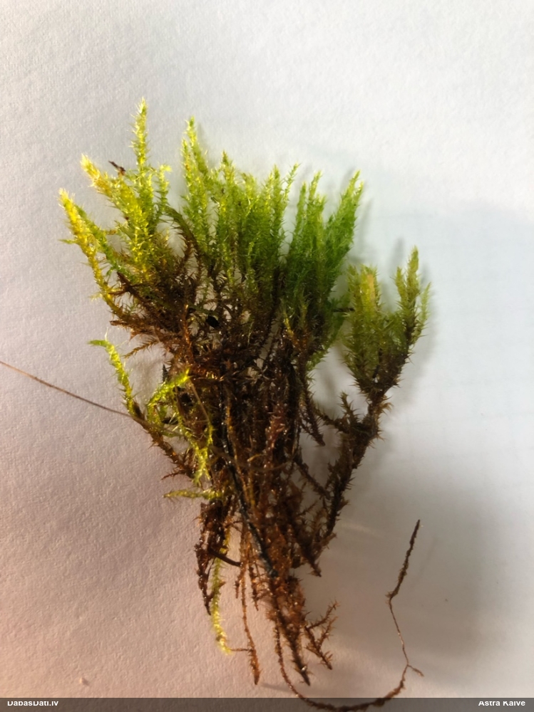 Starainā atskabardze