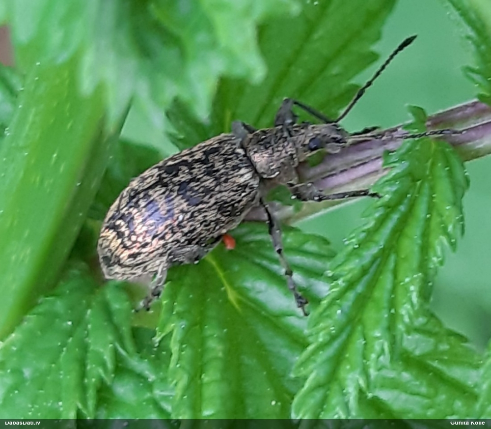 Smecernieks (nenoteikts)