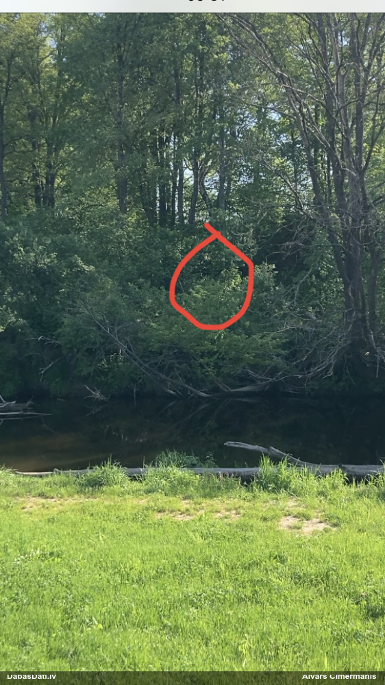 черный дятел