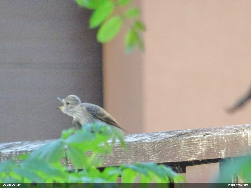 серая мухоловка