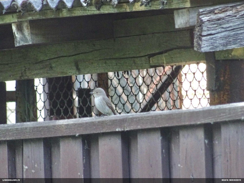 серая мухоловка