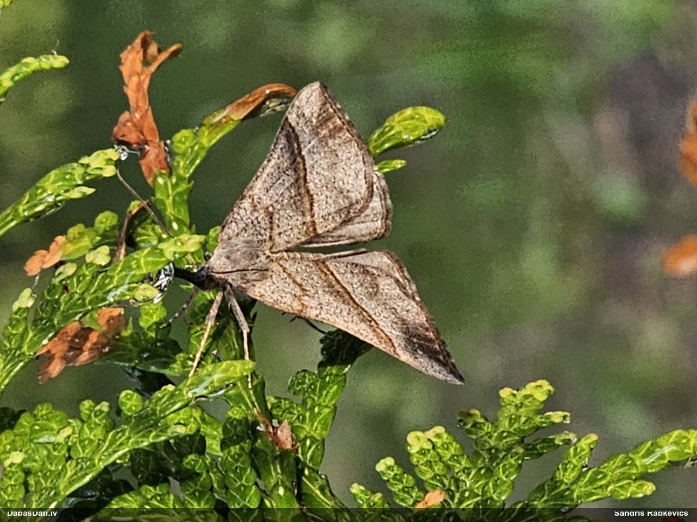 Lielā nātru sviļņpūcīte