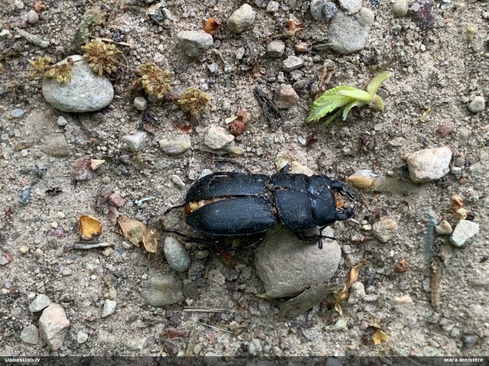 Blāvā briežvabole