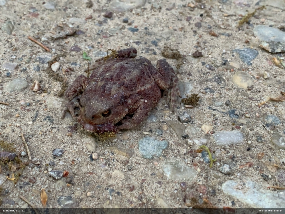 обыкновенная жаба