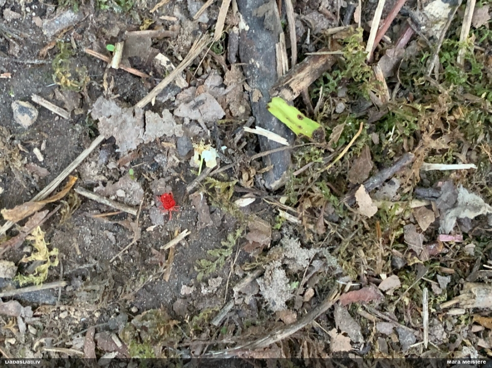 Samtērce (nenoteikta)