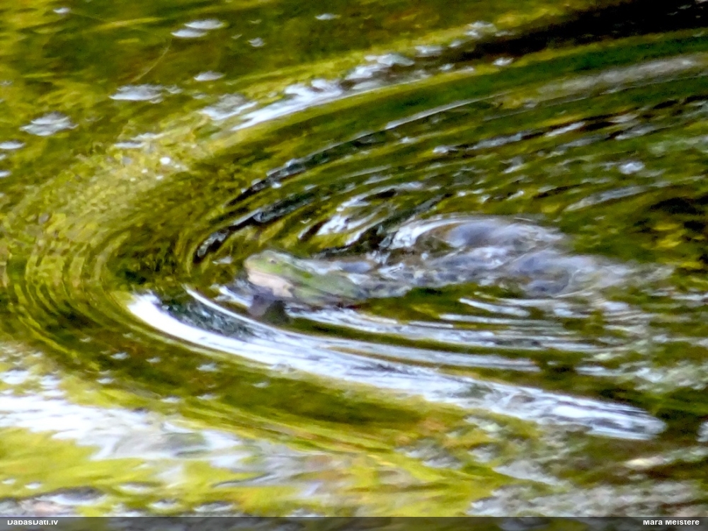 Zaļā/dīķa varde Pelophylax sp.