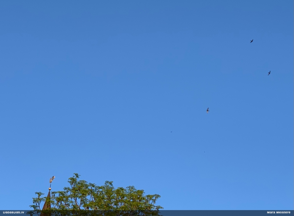 черный стриж