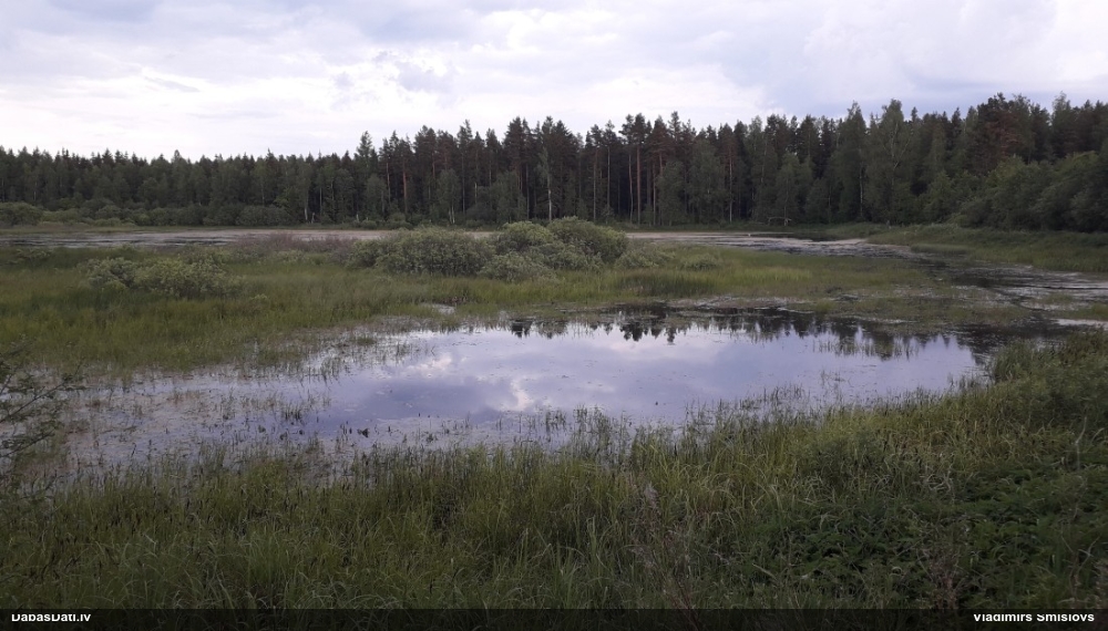 водяной пастушок