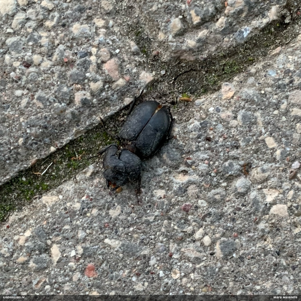 Blāvā briežvabole