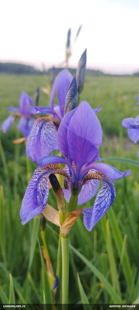 Siberian Iris