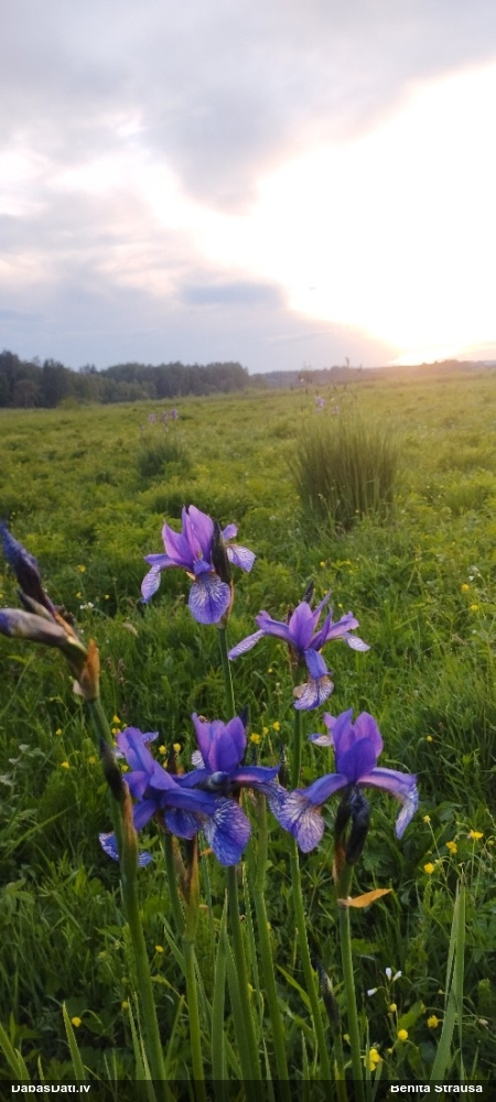 Siberian Iris