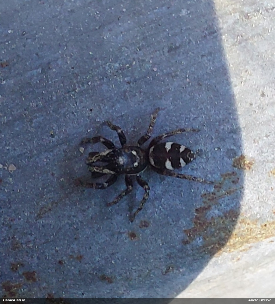 Zebras lēcējzirneklis