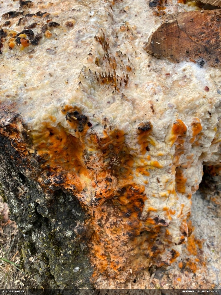 Gļotsēne (nenoteikta)