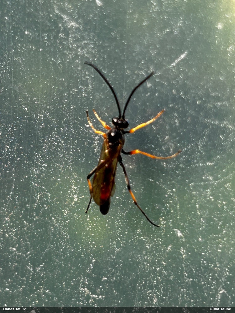 Plēvspārnis (nenoteikts)