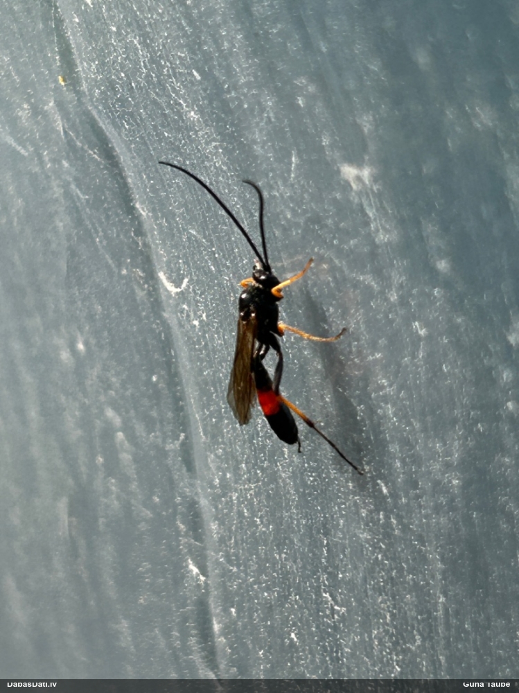 Plēvspārnis (nenoteikts)