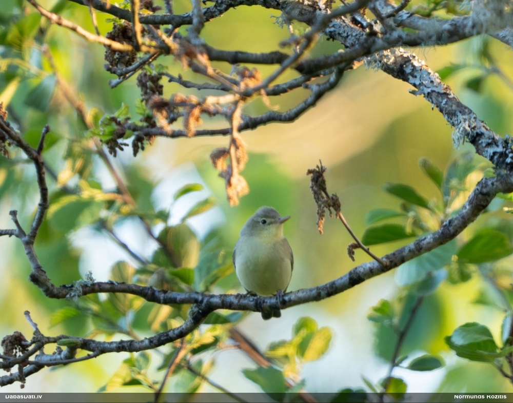 пересмешка